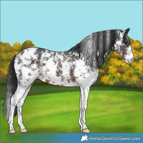 Horse Color:Brown Sabino 