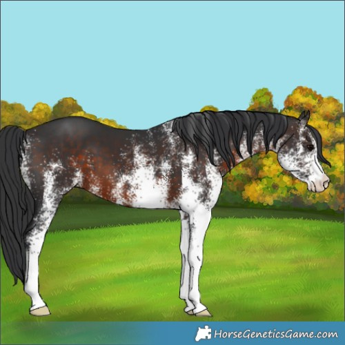 Horse Color:White Spotted Brown 