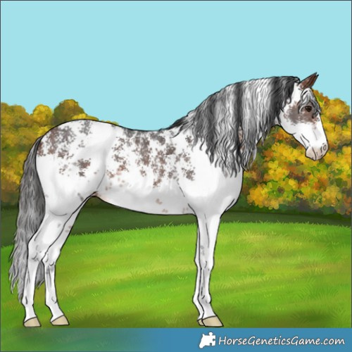 Horse Color:Bay Sabino
