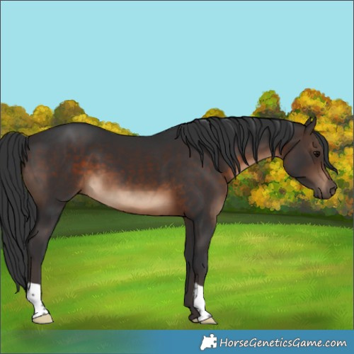 Horse Color:Brown 