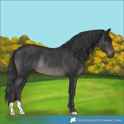 Horse Color:Black Mushroom Rabicano 