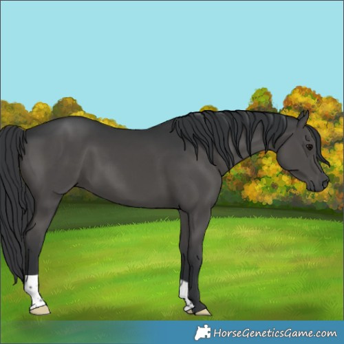 Horse Color:Black Mushroom 