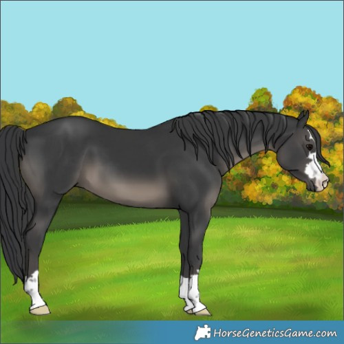 Horse Color:Black 