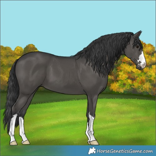 Horse Color:Black Mushroom 