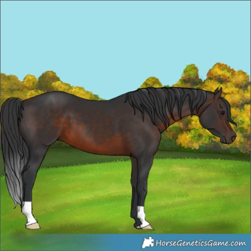 Horse Color:Brown 