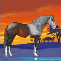 Horse Color:Brown 