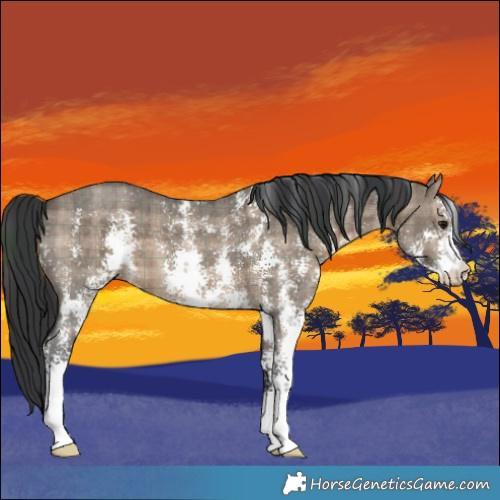 Horse Color:Plaid  Brown Dun Sabino 