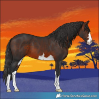 Horse Color:Brown 
