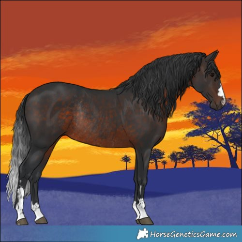 Horse Color:Brown Rabicano 