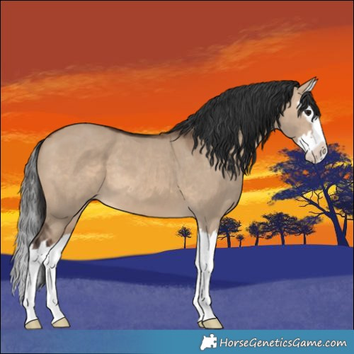 Horse Color:Brown Dun Splash 