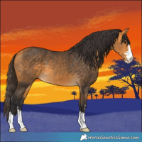 Horse Color:Buckskin 