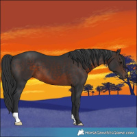 Horse Color:Brown 