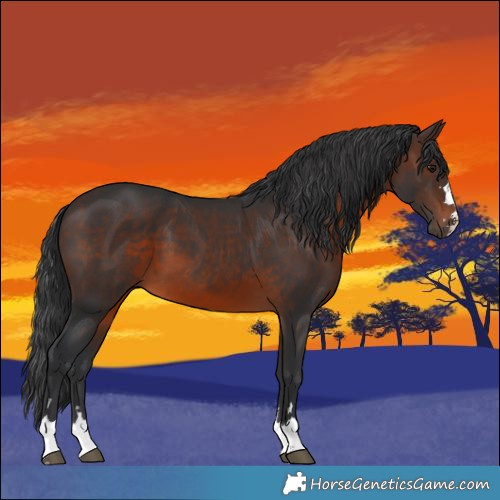 Horse Color:Brown