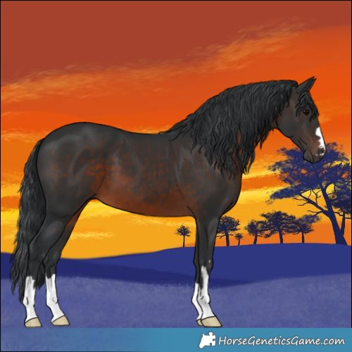 Horse Color:Brown 