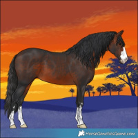 Horse Color:Brown 