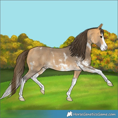 Horse Color:Buckskin Sabino Splash Appaloosa 