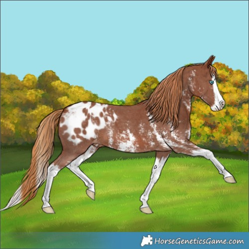 Horse Color:Chestnut Sabino Splash Appaloosa 