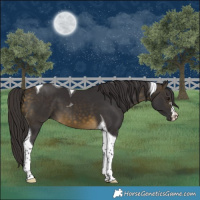 Horse Color:Buckskin Tobiano