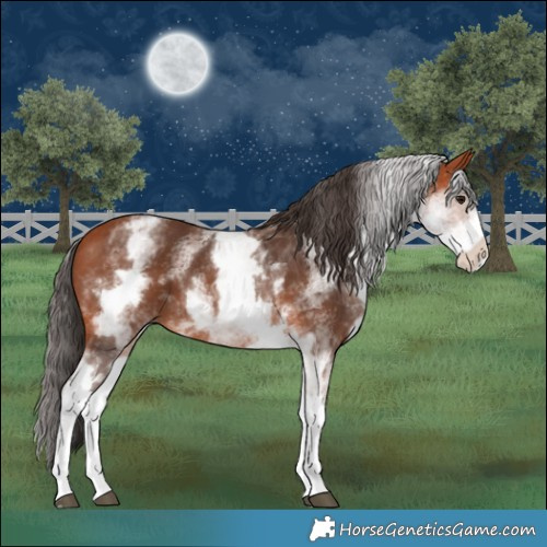 Horse Color:White Spotted Bay 