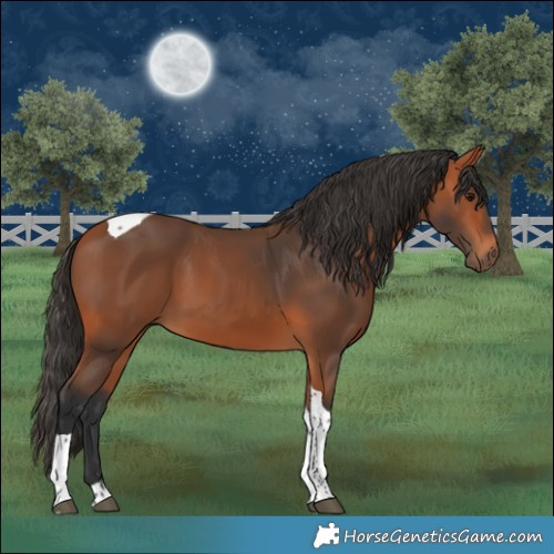 Horse Color:Bay Tobiano 