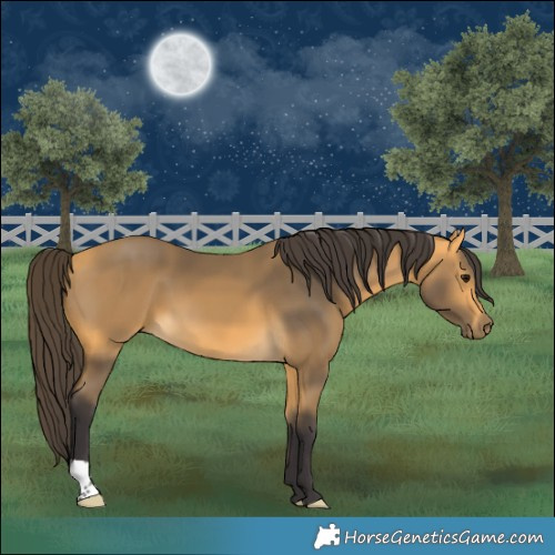 Horse Color:Buckskin 