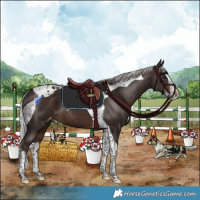 Horse Color:Silver Brown Splash Tobiano Appaloosa 