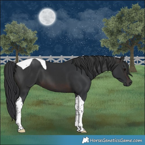 Horse Color:Brown Tobiano 