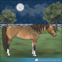 Horse Color:Buckskin Tobiano 