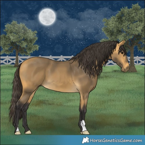 Horse Color:Buckskin 