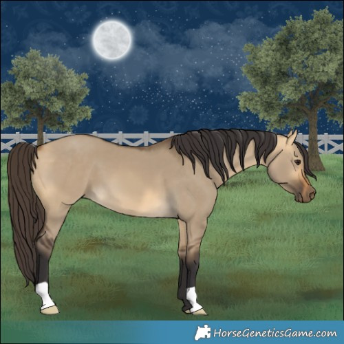 Horse Color:Buckskin Dun 