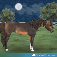 Horse Color:Buckskin Tobiano 