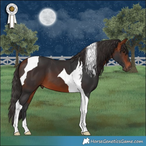 Horse Color:Bay Tobiano 