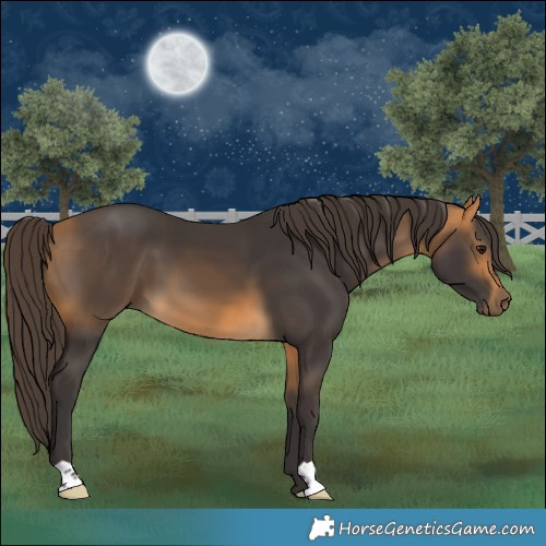 Horse Color:Buckskin 