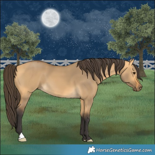 Horse Color:Buckskin Dun 