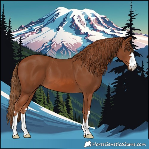 Horse Color:Chestnut 