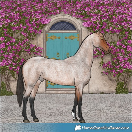 Horse Color:Bay Roan 