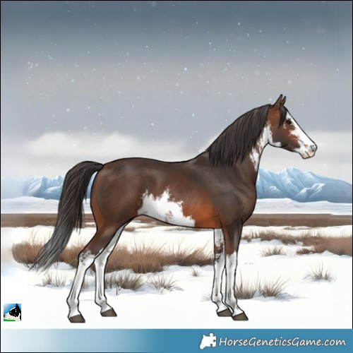 Horse Color:White Spotted Brown 