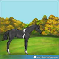Horse Color:Black Tobiano