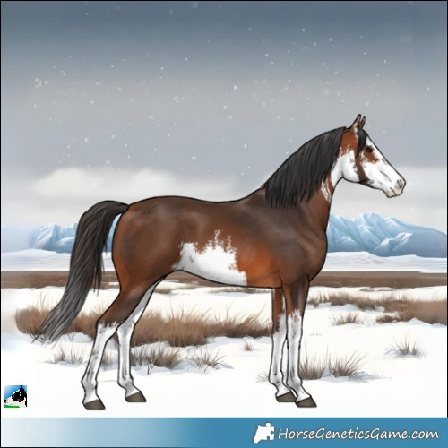 Horse Color:White Spotted Bay 