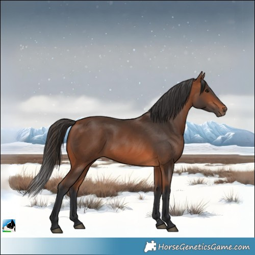 Horse Color:White Spotted Bay