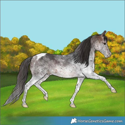 Horse Color:White Spotted Brown Tobiano Rabicano 