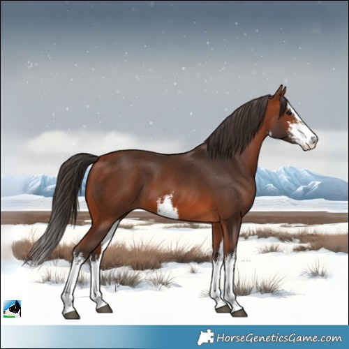 Horse Color:White Spotted Bay