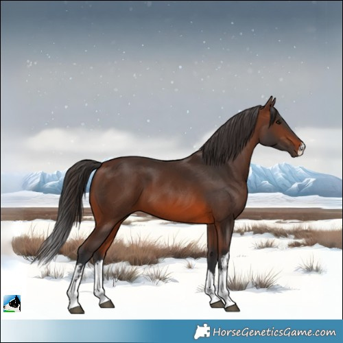 Horse Color:White Spotted Brown