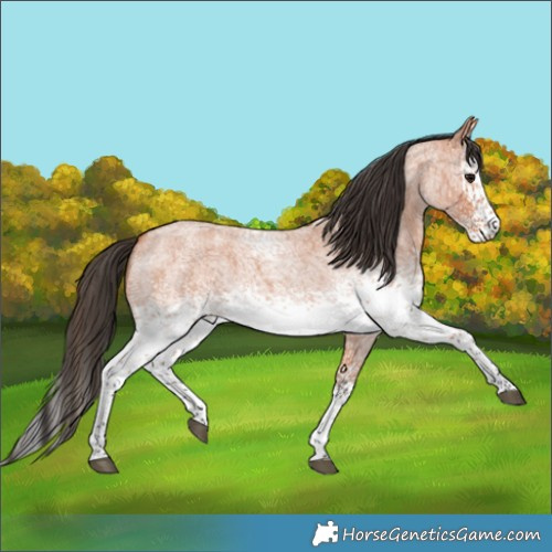Horse Color:White Spotted Bay Roan Rabicano 