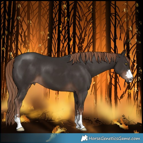 Horse Color:Liver Chestnut