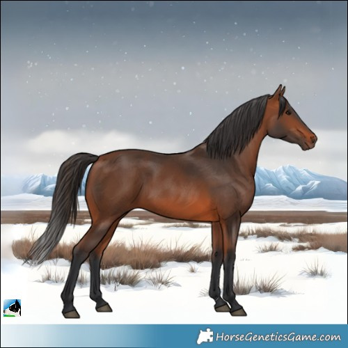 Horse Color:White Spotted Bay 