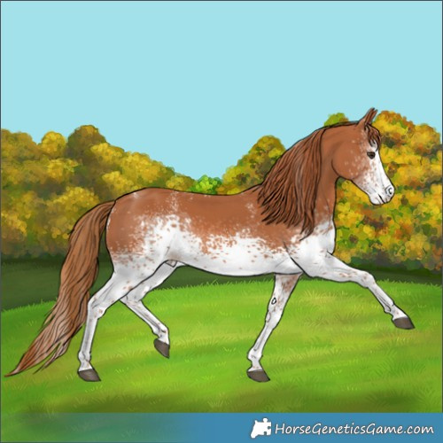 Horse Color:Powder White White Spotted Chestnut Rabicano