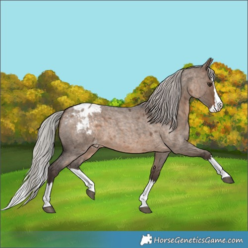 Horse Color:Silver Brown Roan Dun Splash Appaloosa