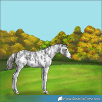 Horse Color:Gray Liver Chestnut Sabino 