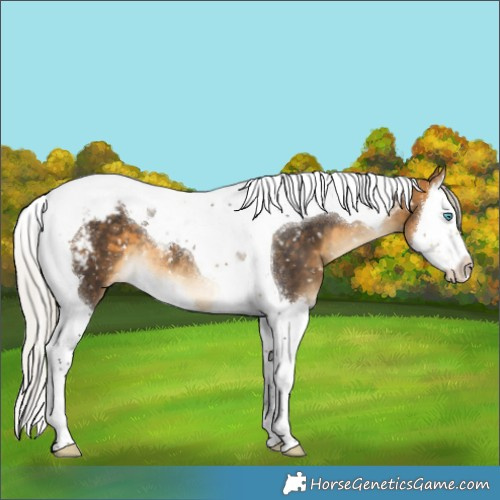 Horse Color:Silver Buckskin Splash Tobiano Appaloosa 
